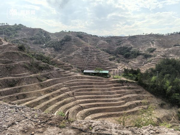 大业证券 衢江山农品牌再添新翼 万亩油茶绘就共富新图景